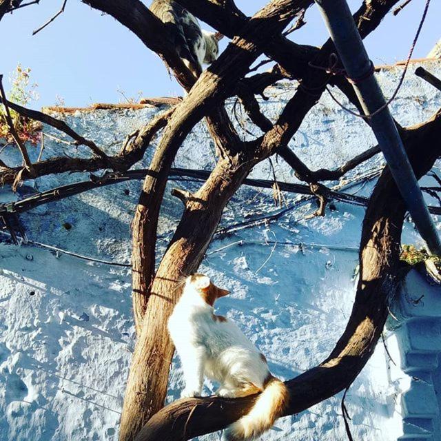 Casa Plasa Grande Chefchaouen Exteriör bild